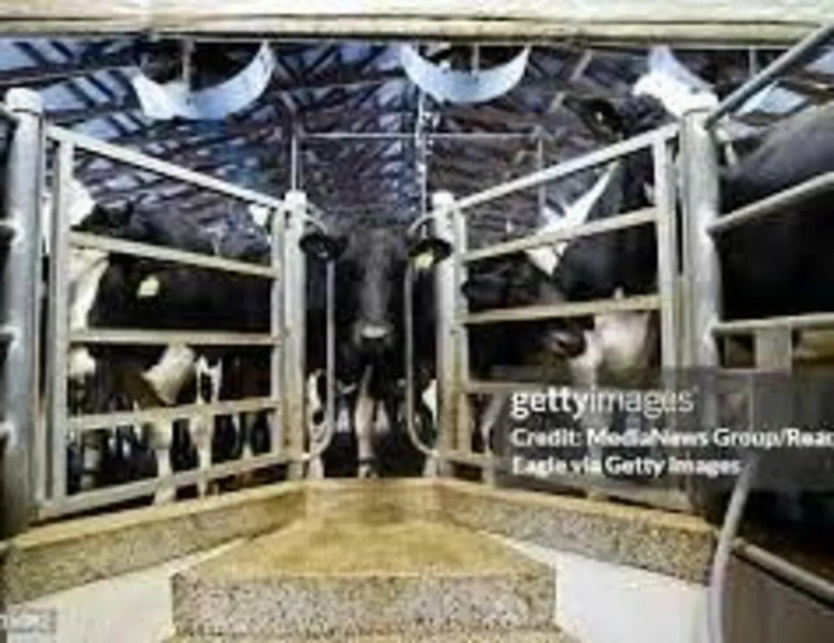 Relief milker - Image 3
