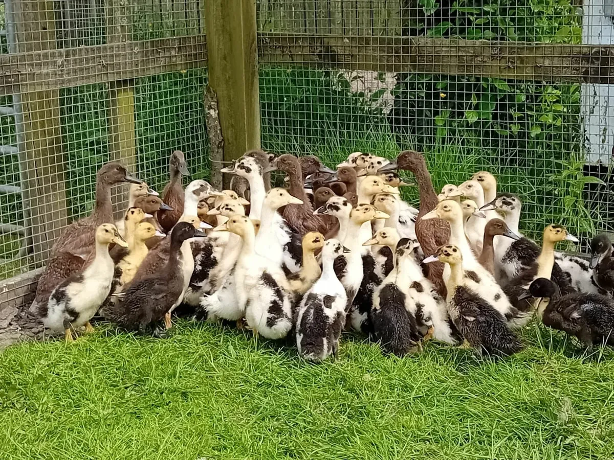 Ducklings - Image 1