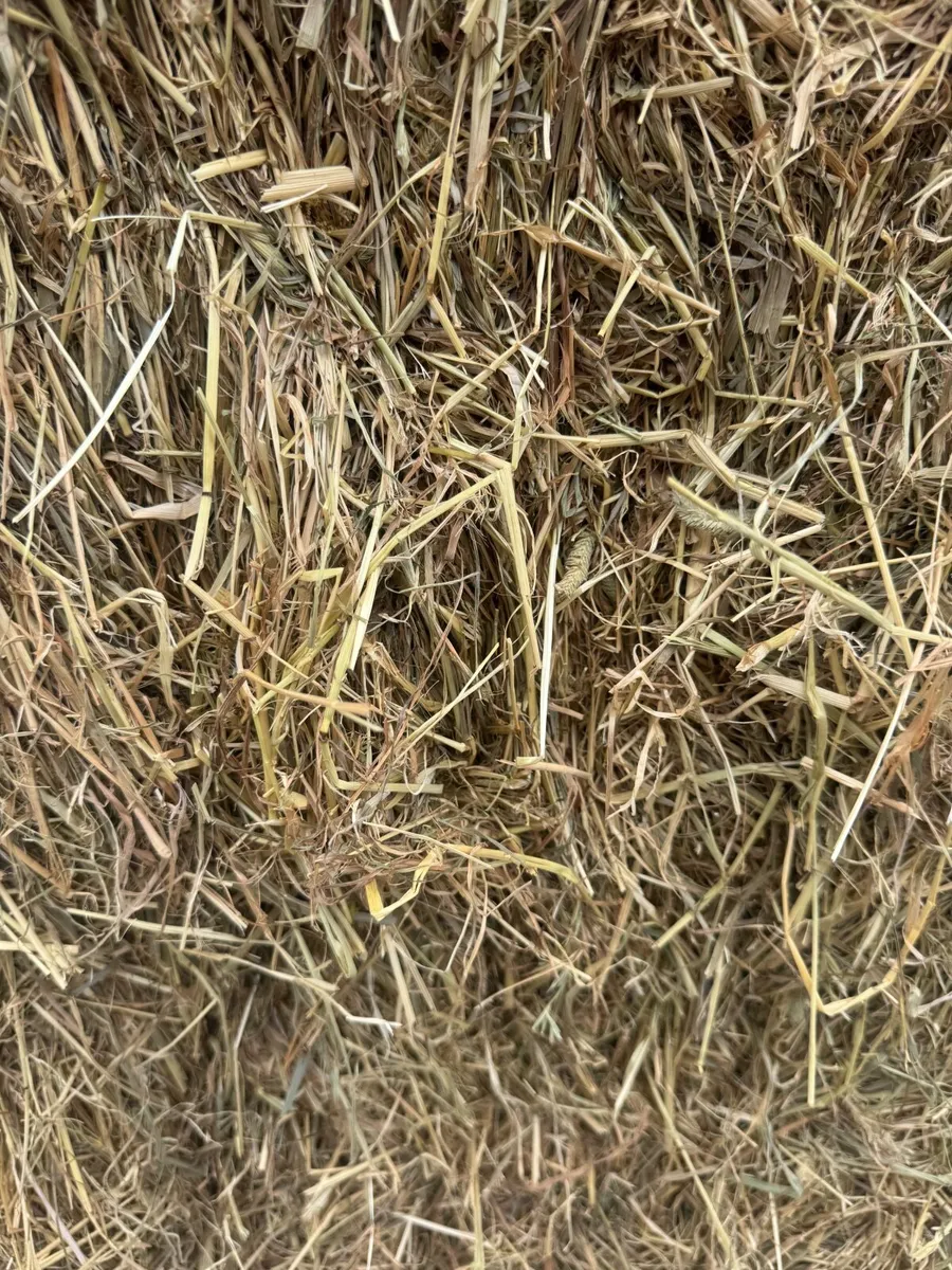 Good quality Hay forsale - Image 2