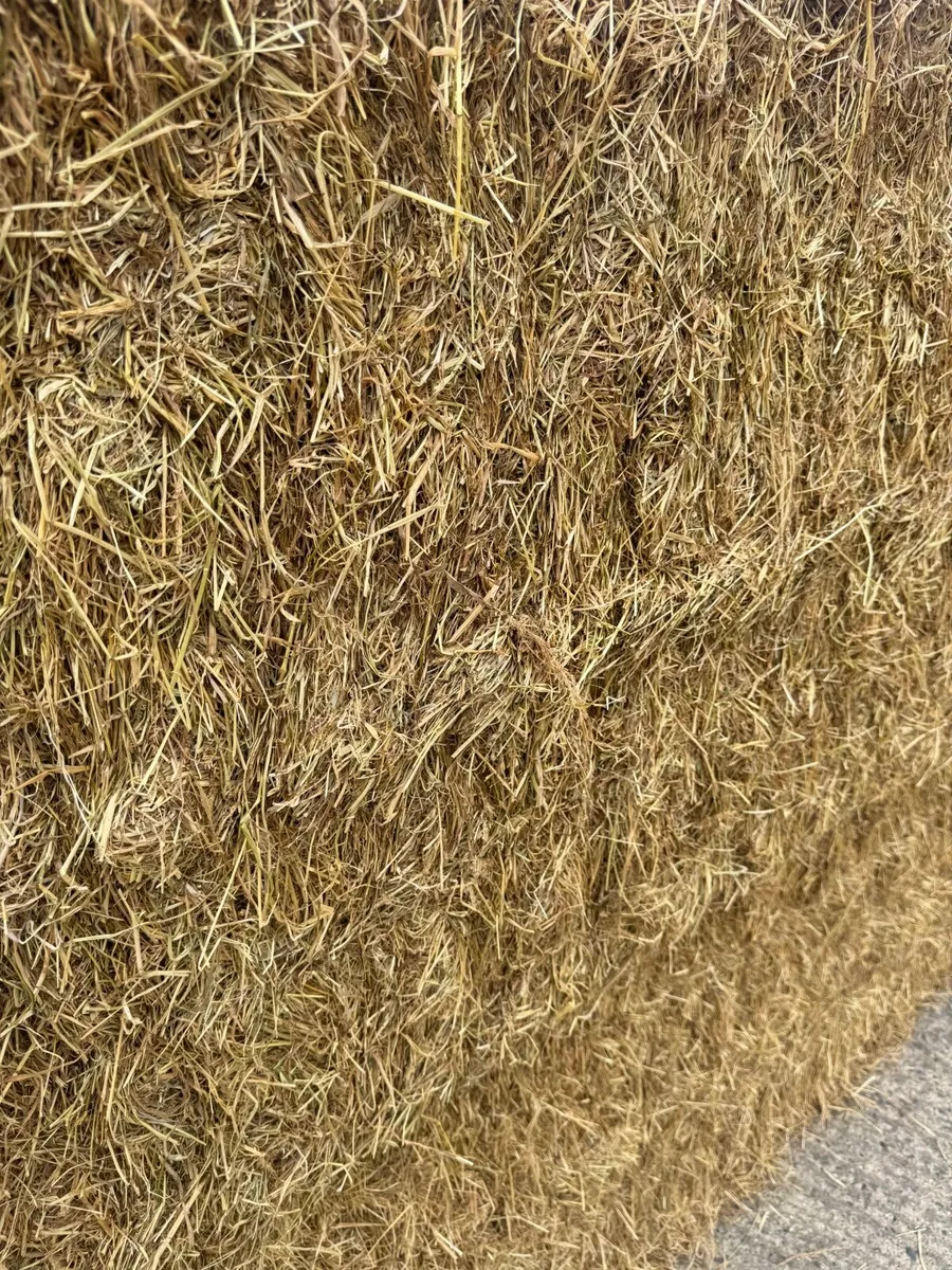 Good quality Hay forsale - Image 3