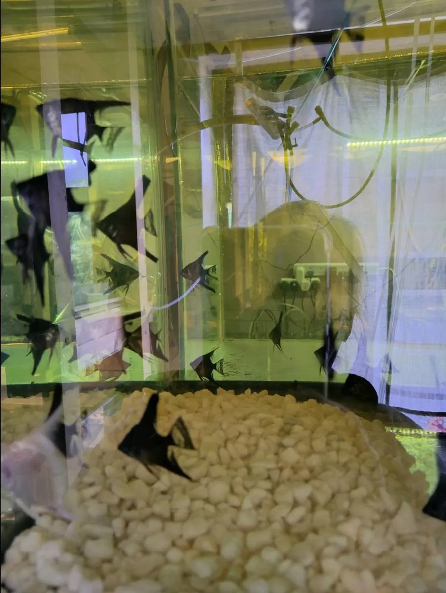Tropical water fishes, shrimps, snails and Plants. - Image 1