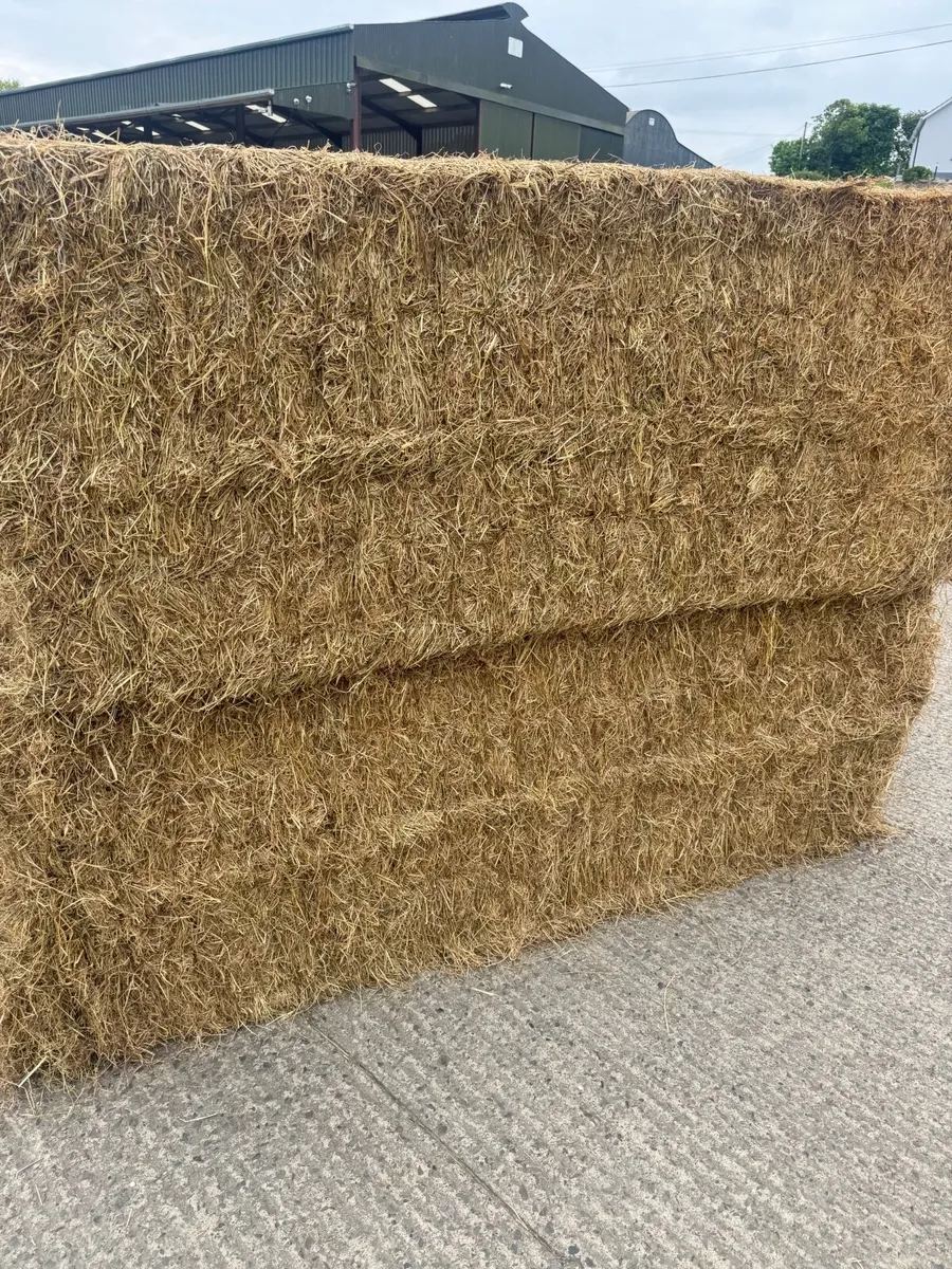 Good quality Hay forsale - Image 1
