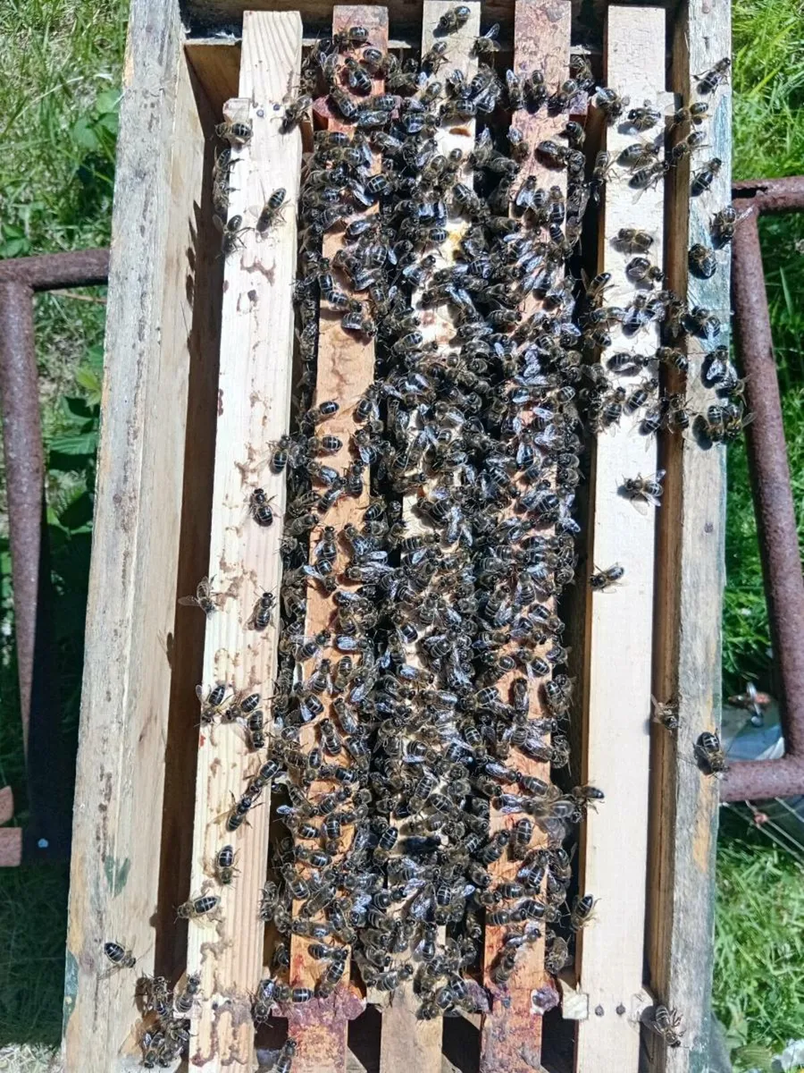 Bees nucs (2) - Image 1