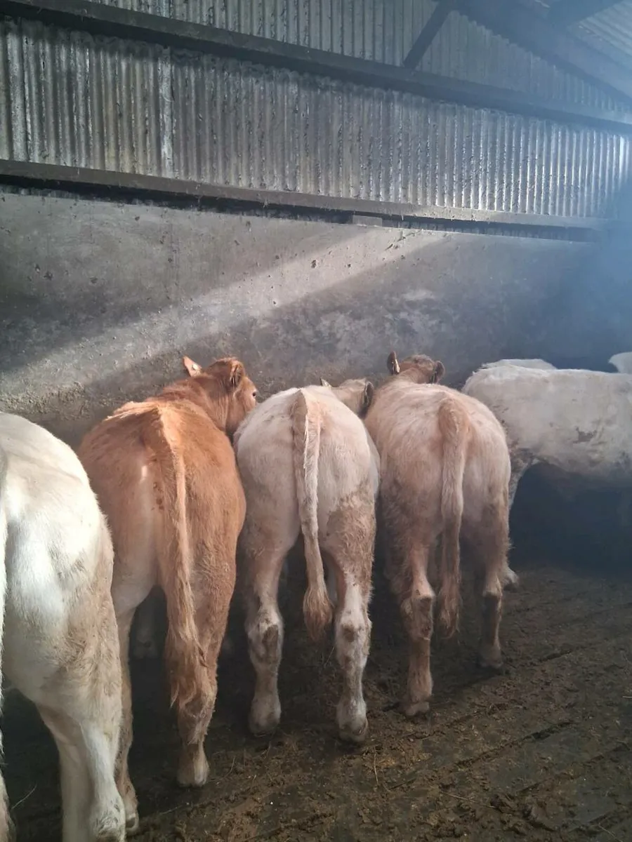 9 Char/Lim/BB Bullocks. - Image 1