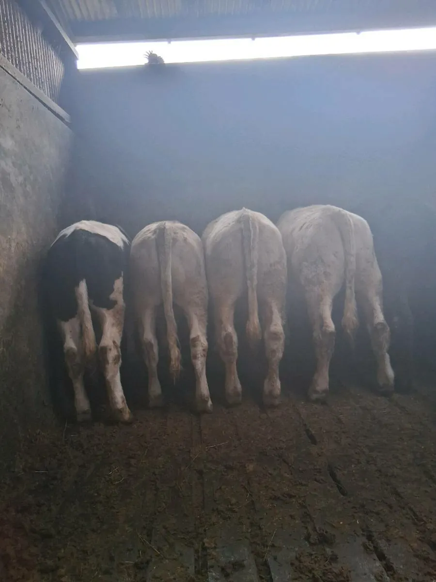 9 Char/Lim/BB Bullocks. - Image 2