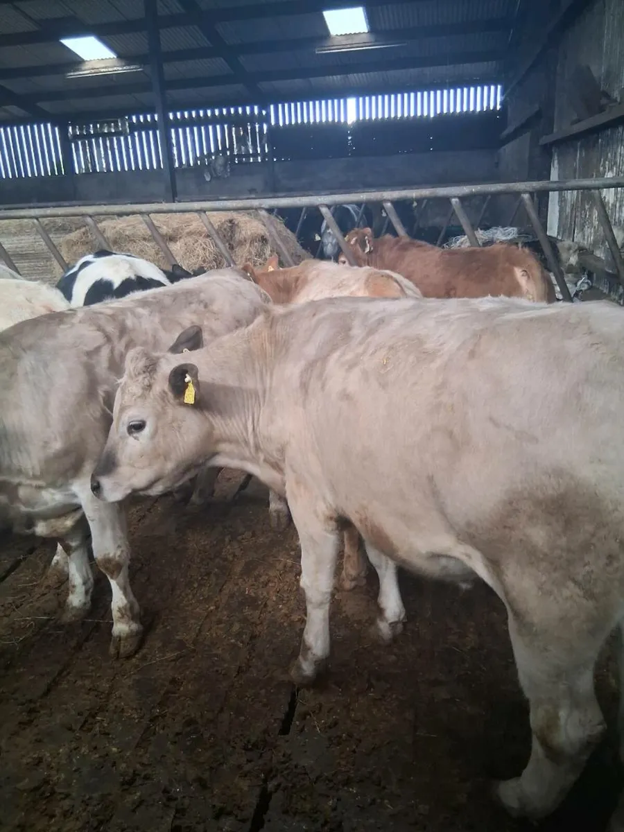 9 Char/Lim/BB Bullocks. - Image 3