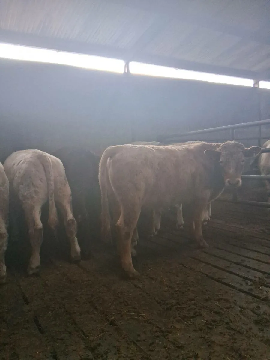 9 Char/Lim/BB Bullocks. - Image 4