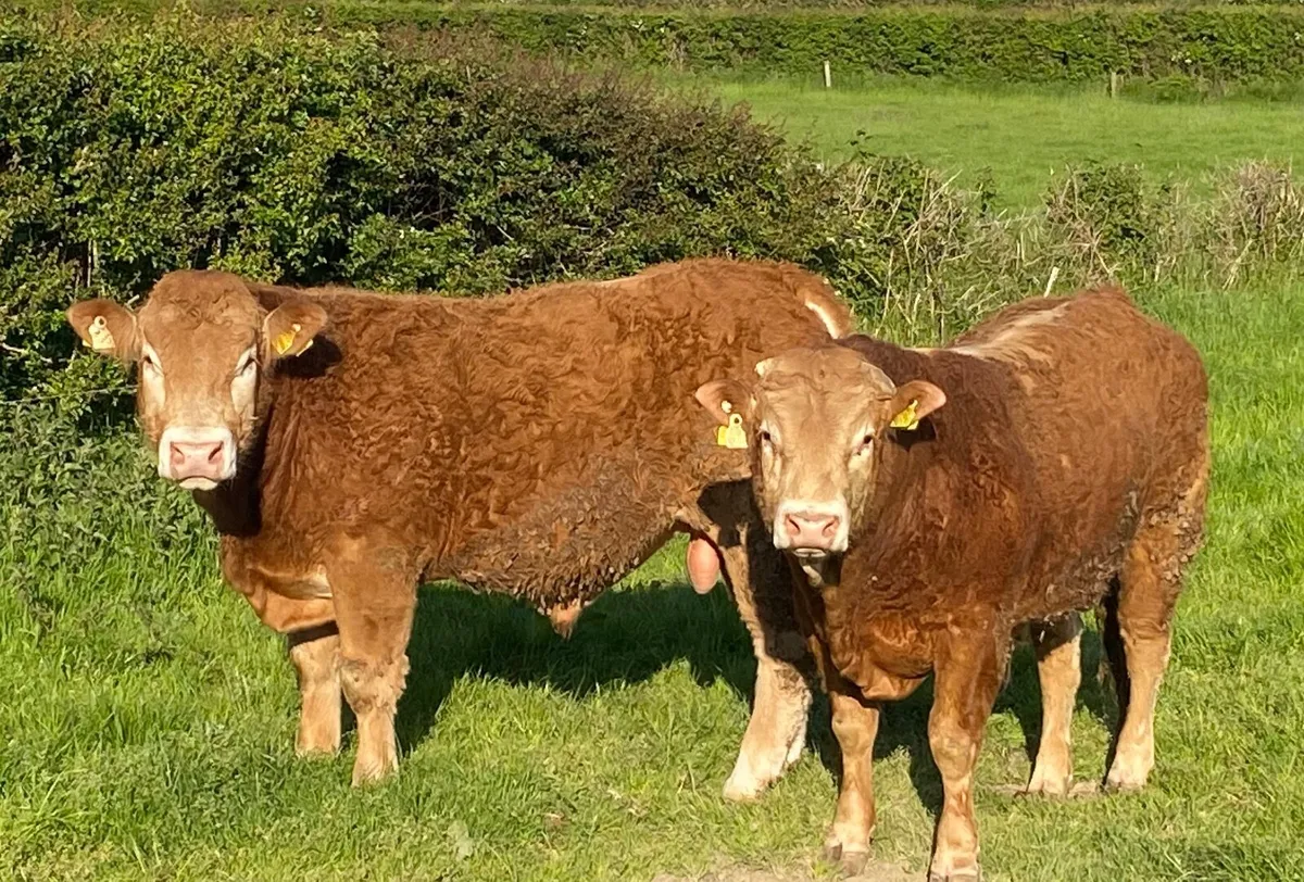2 PBR Limousin Bulls - Image 1