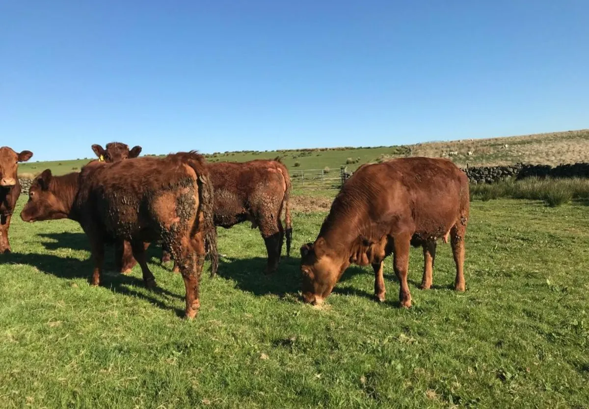Stabiliser springing heifers - Image 1