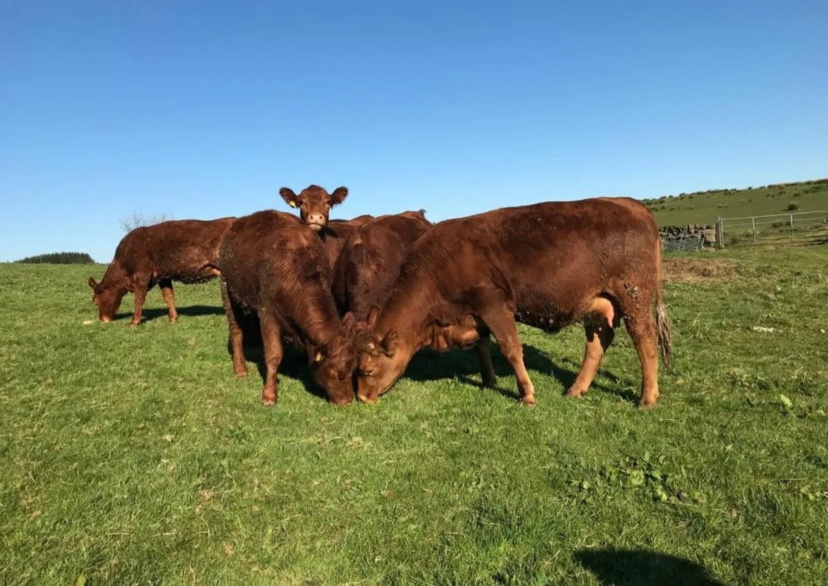 Stabiliser springing heifers - Image 2