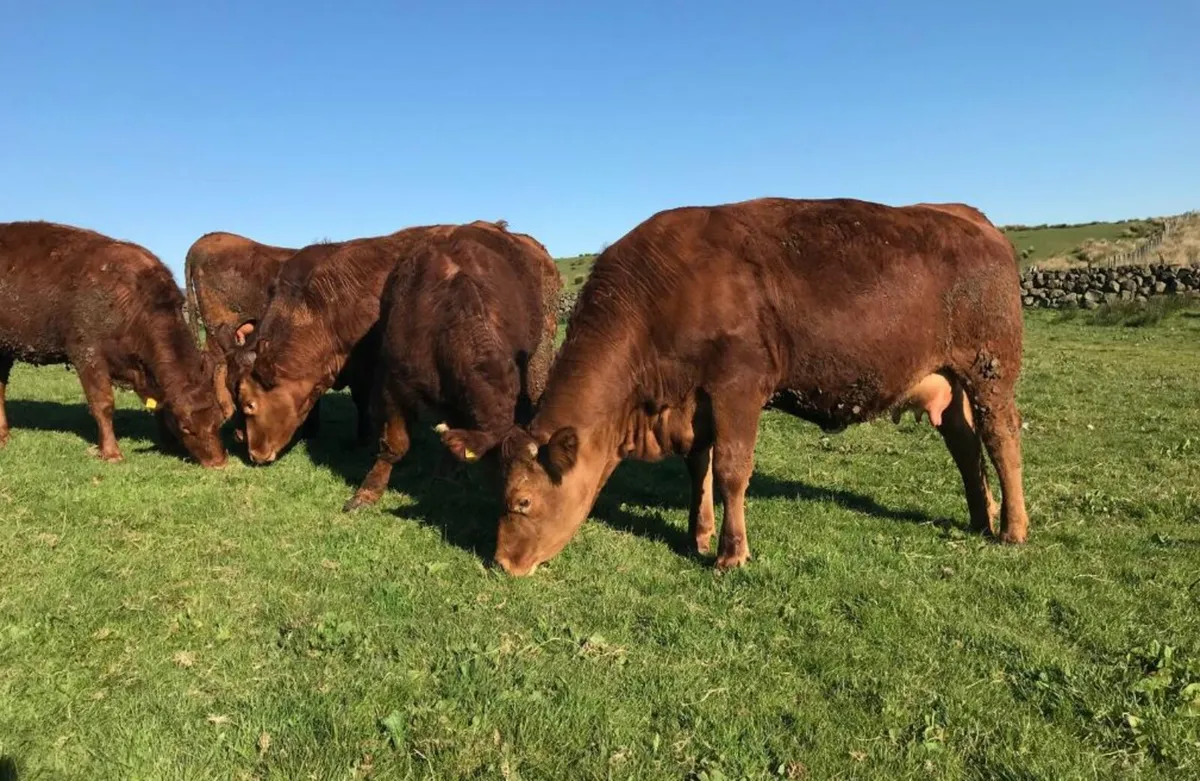 Stabiliser springing heifers - Image 3