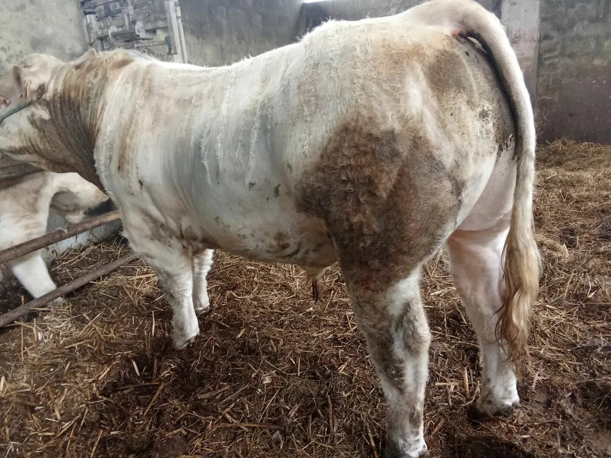 Charolais Bull Cf52 - Image 4