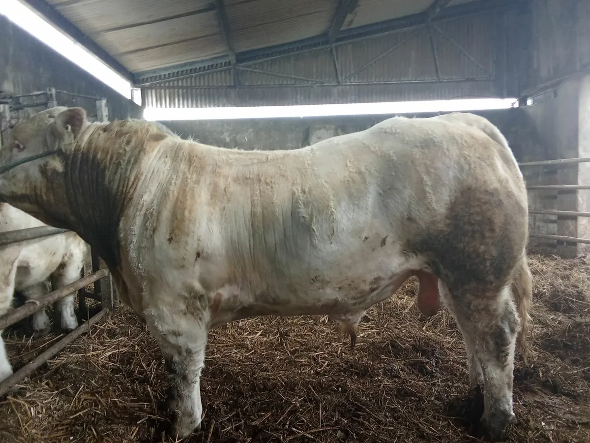Charolais Bull Cf52 - Image 1