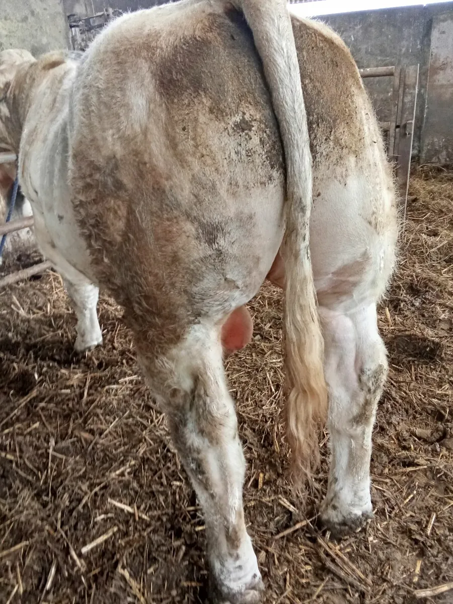 Charolais Bull Cf52 - Image 3