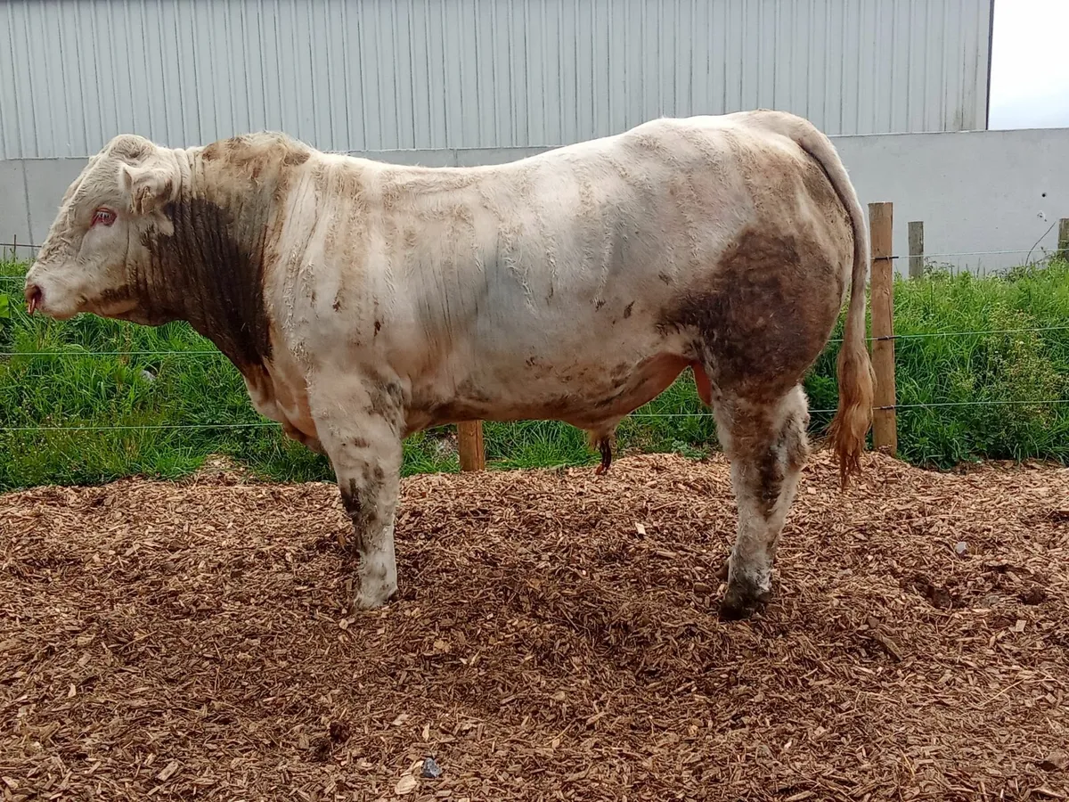 Charolais Bull Cf52 - Image 2