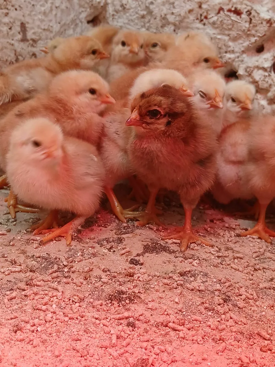 Fertile hen eggs & day olds - Image 1