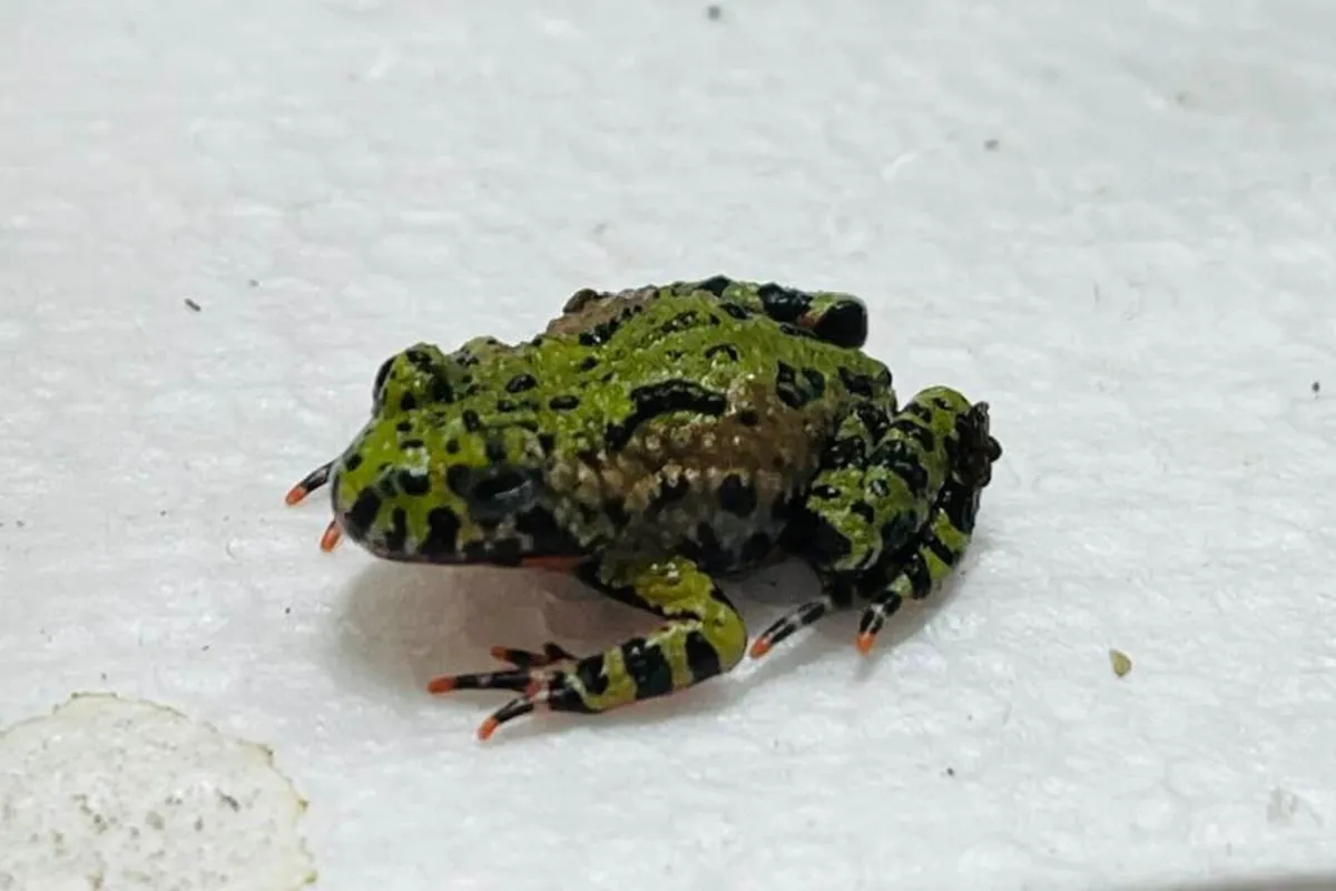 Bombina Orientalis - Image 4