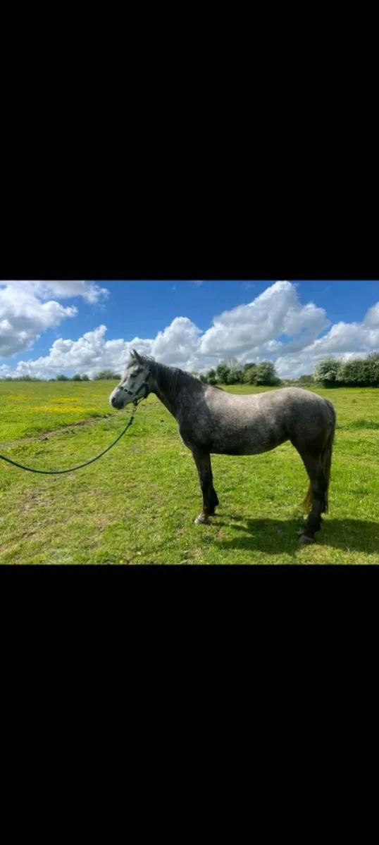Connemara pony - Image 1