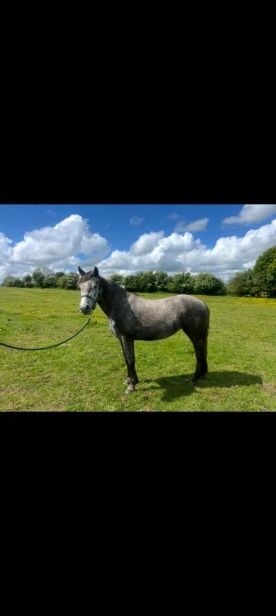 Connemara pony - Image 2