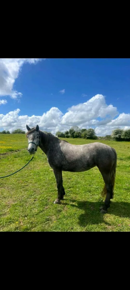 Connemara pony - Image 3