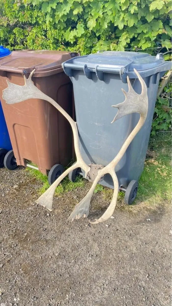 Antlers Large Antique - Image 1