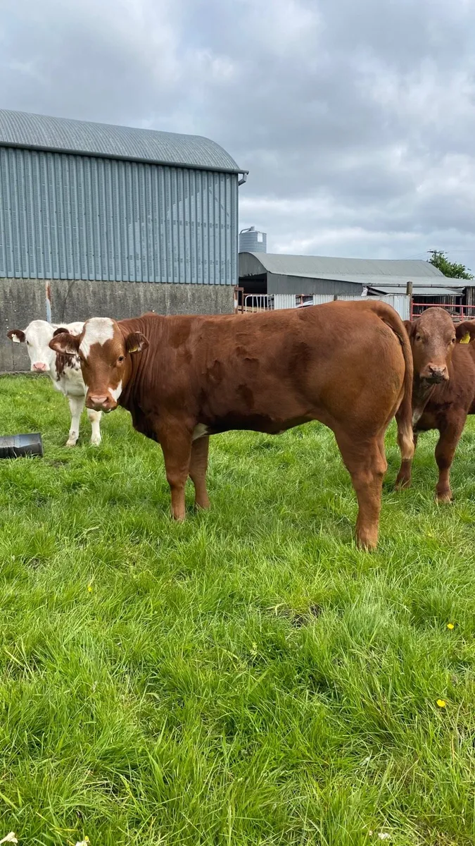 Roan and breeding heifers - Image 2