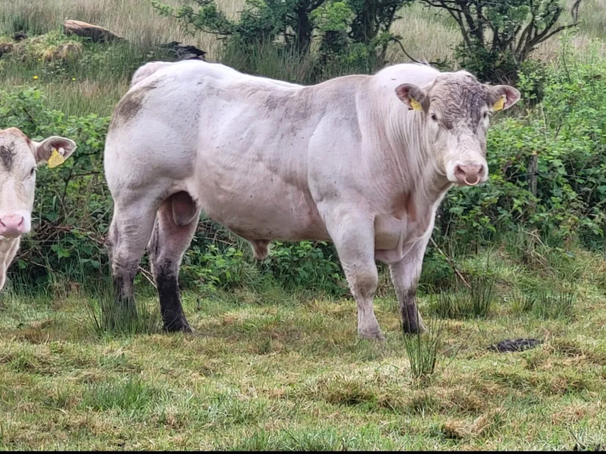 Charolais Bull - Image 1