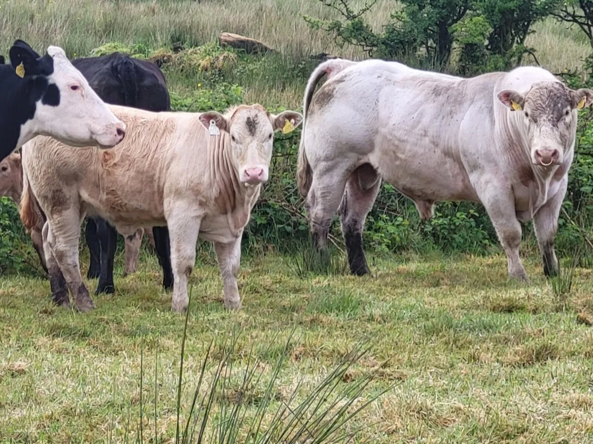 Charolais Bull - Image 2