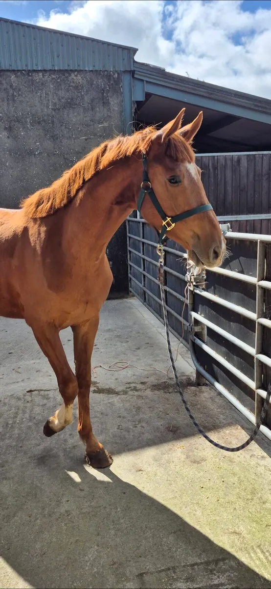 3 year old geldings - Image 3