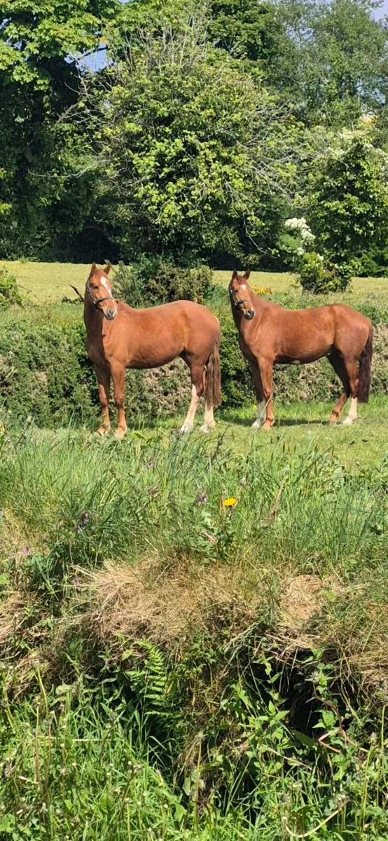 3 year old geldings - Image 2