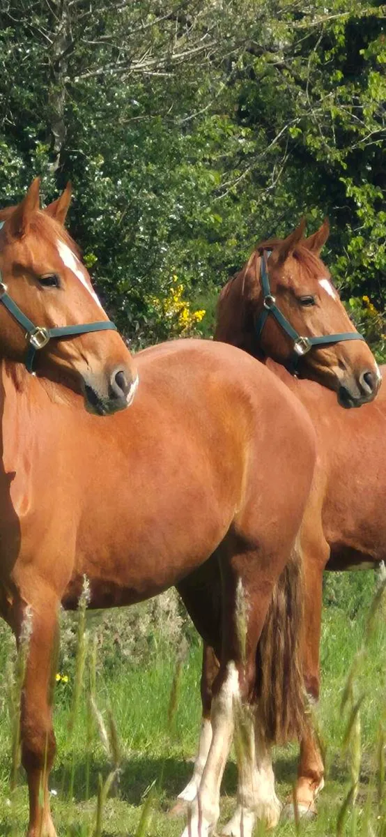 3 year old geldings - Image 1