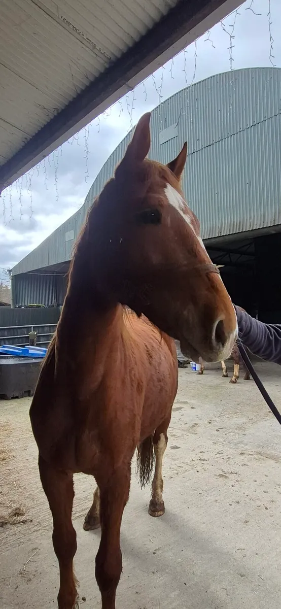 3 year old geldings - Image 4