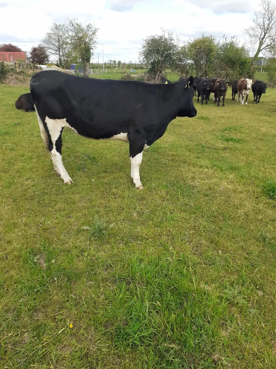 Fr Heifer - Image 2