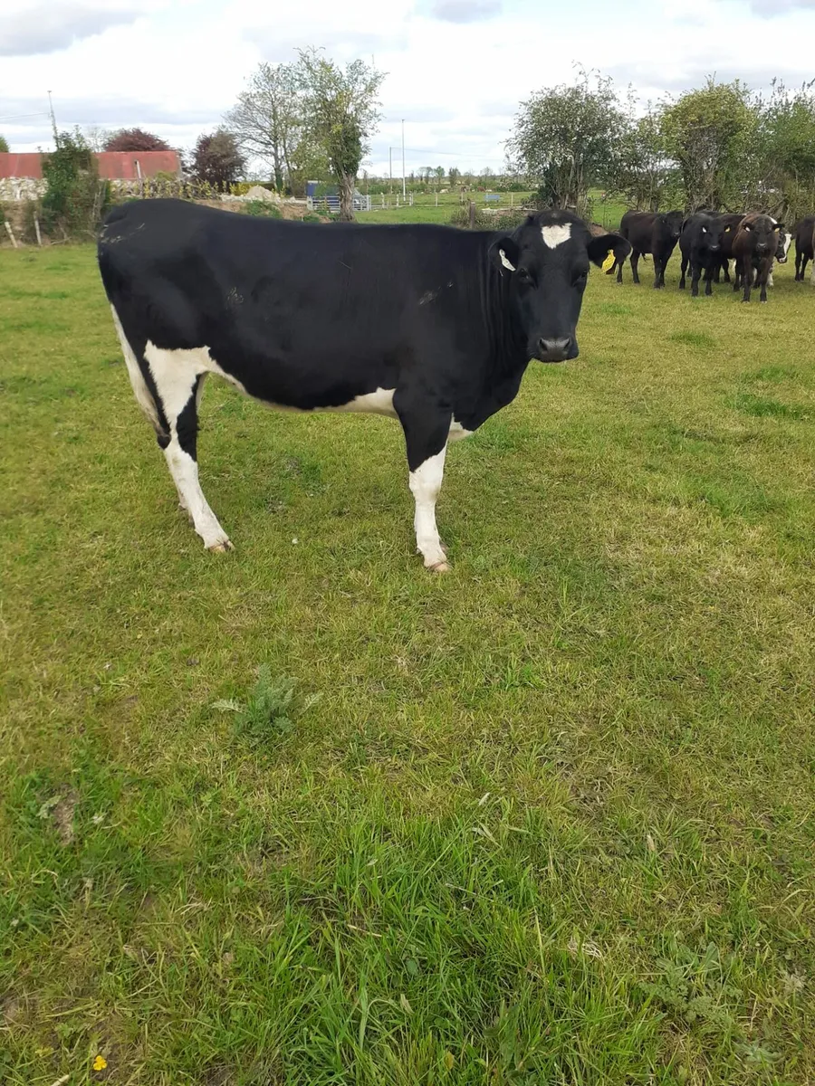 Fr Heifer - Image 1