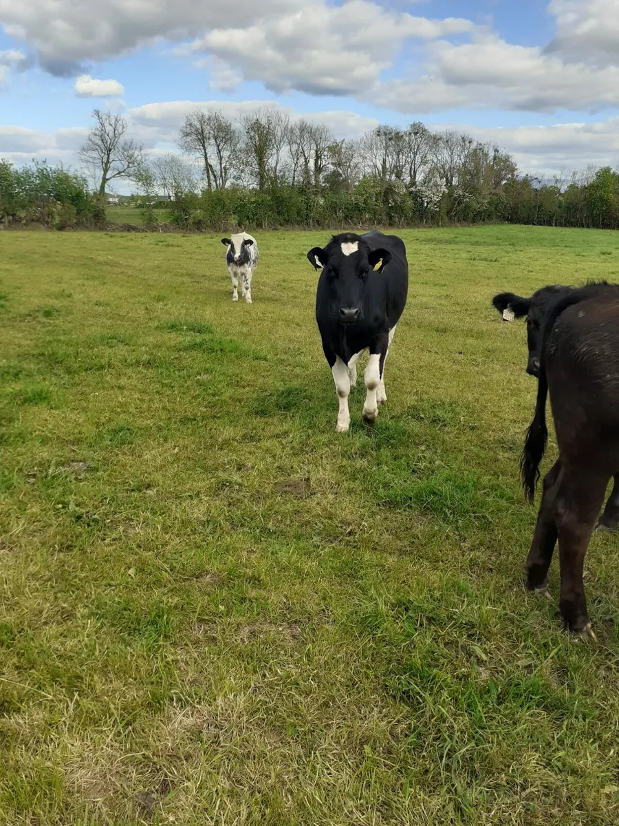 Fr Heifer - Image 4