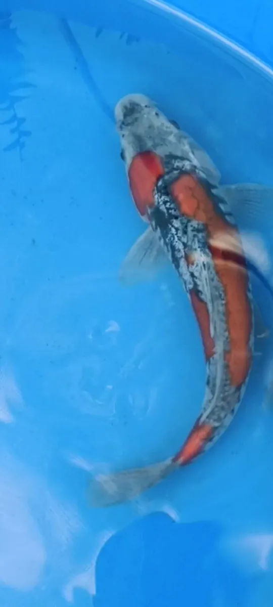 High quality Japanese koi - Image 1