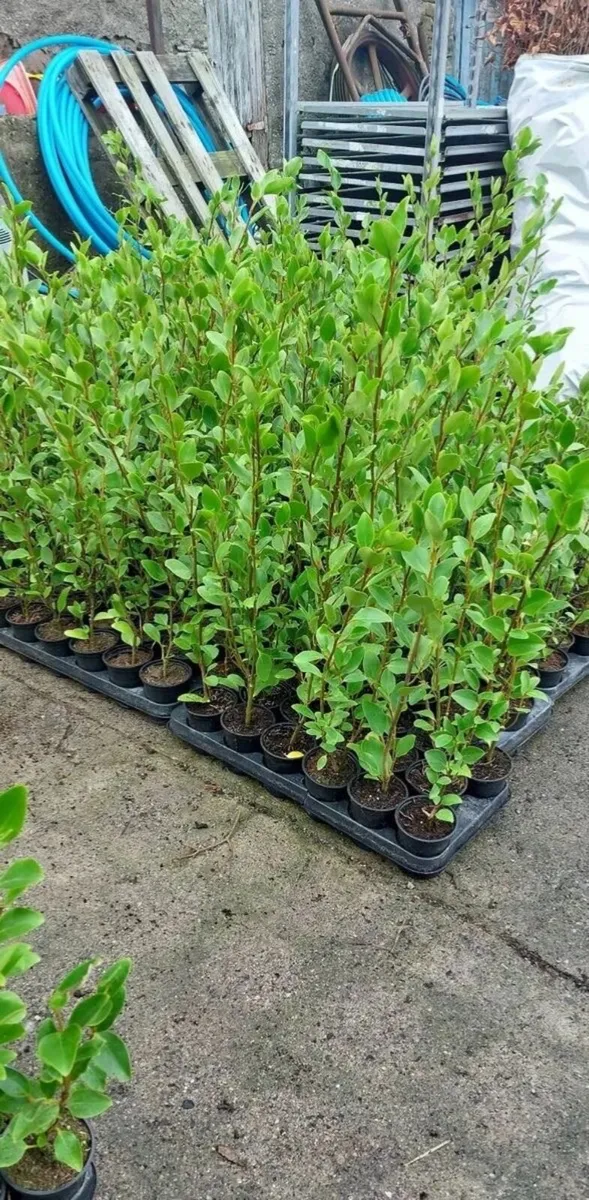 Griselinia hedging Waterford - Image 2