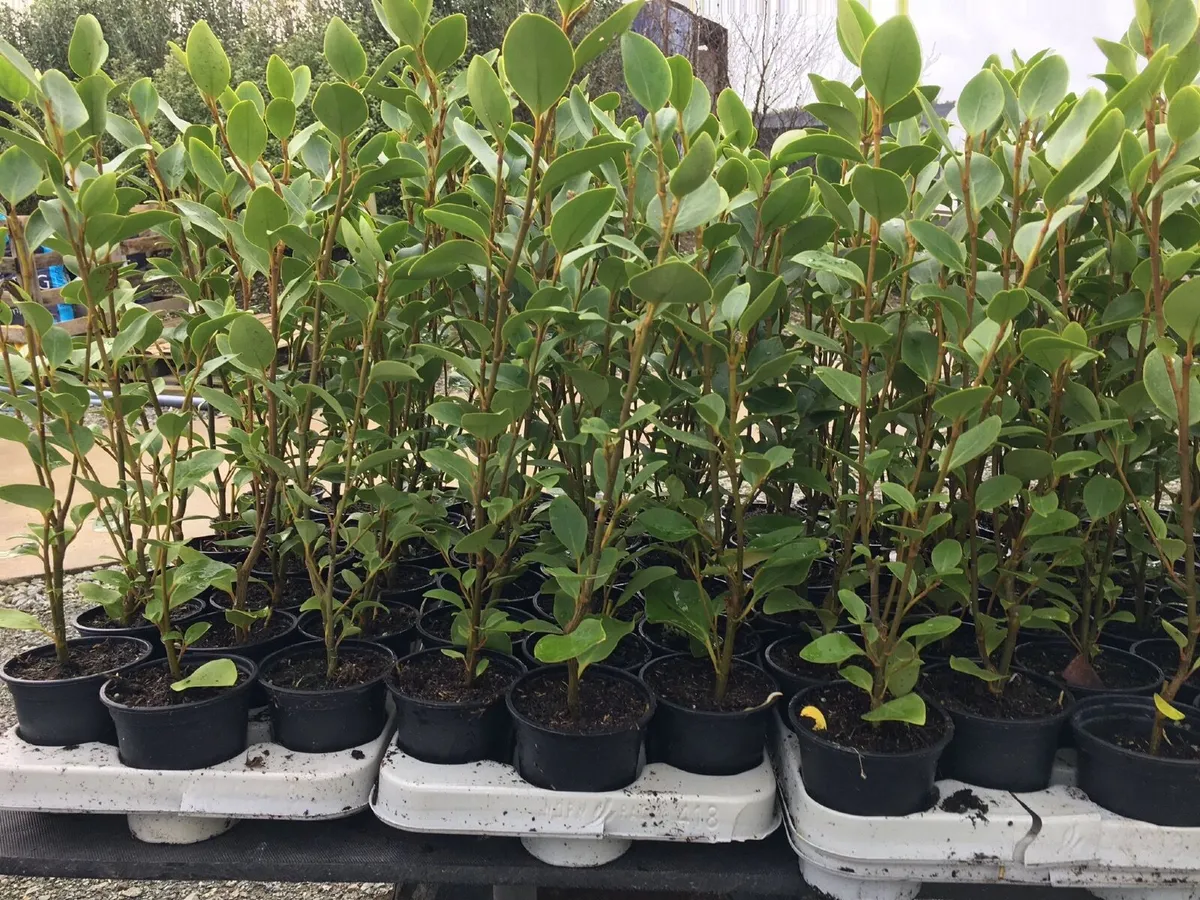 Griselinia hedging Waterford - Image 3