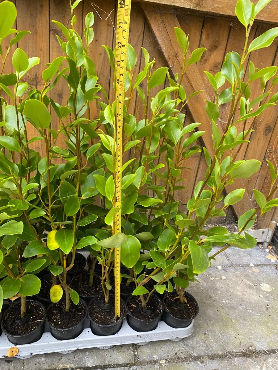 Griselinia hedging Waterford - Image 4