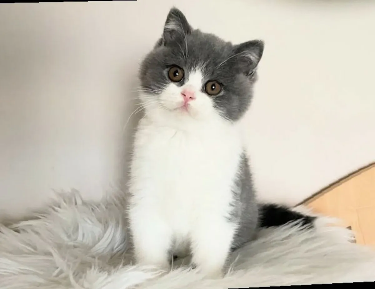 British short hair kitten - Image 3