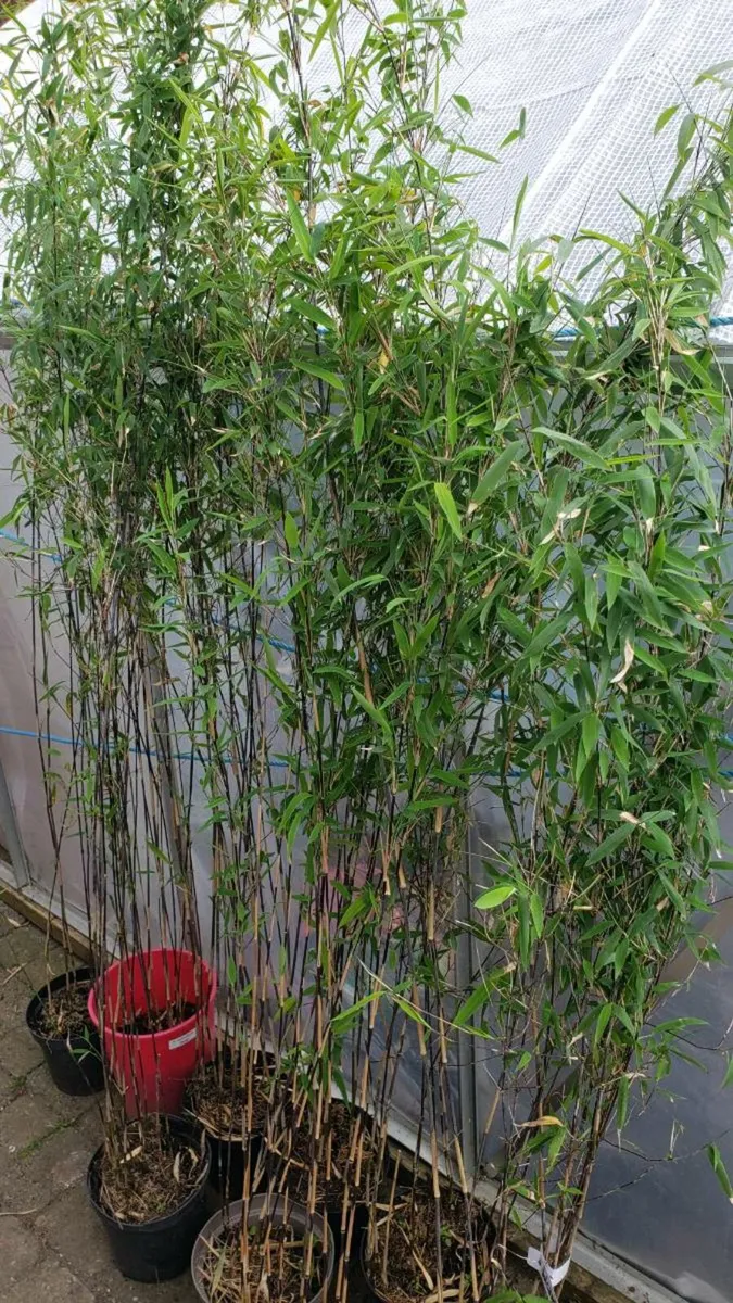 Volcano bamboo - Image 1