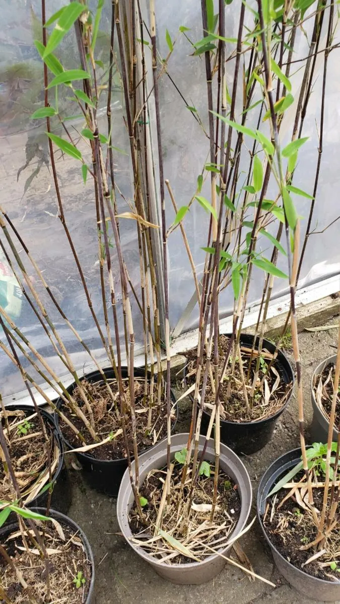 Volcano bamboo - Image 2