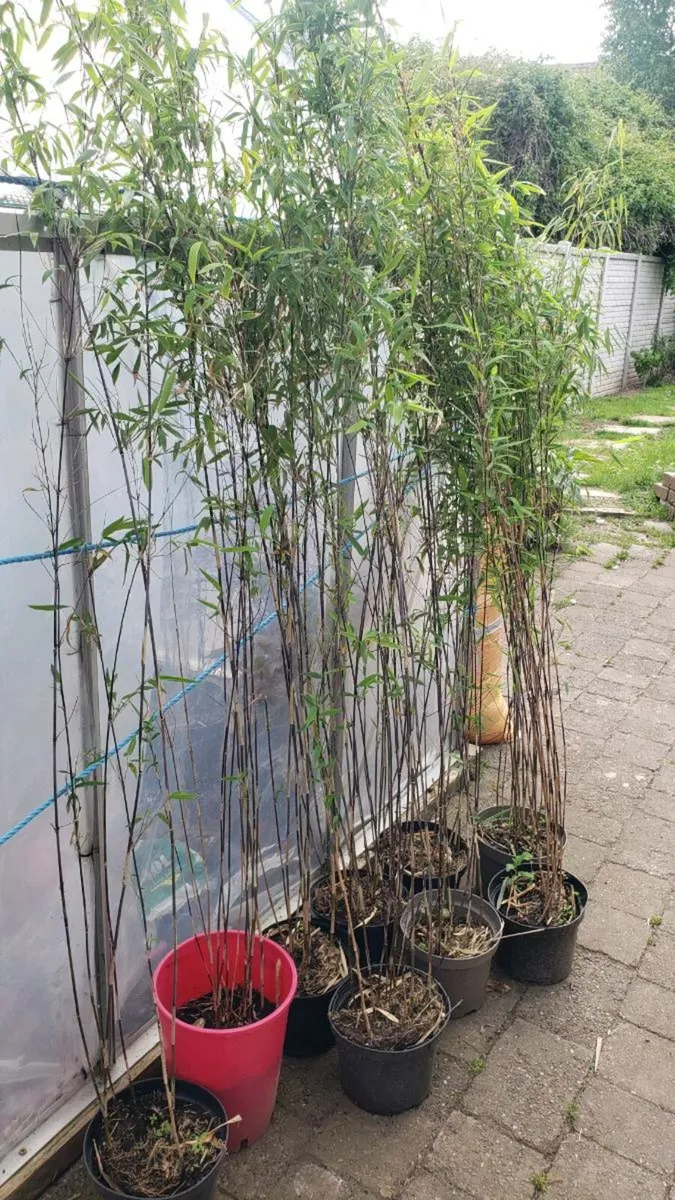 Volcano bamboo - Image 3