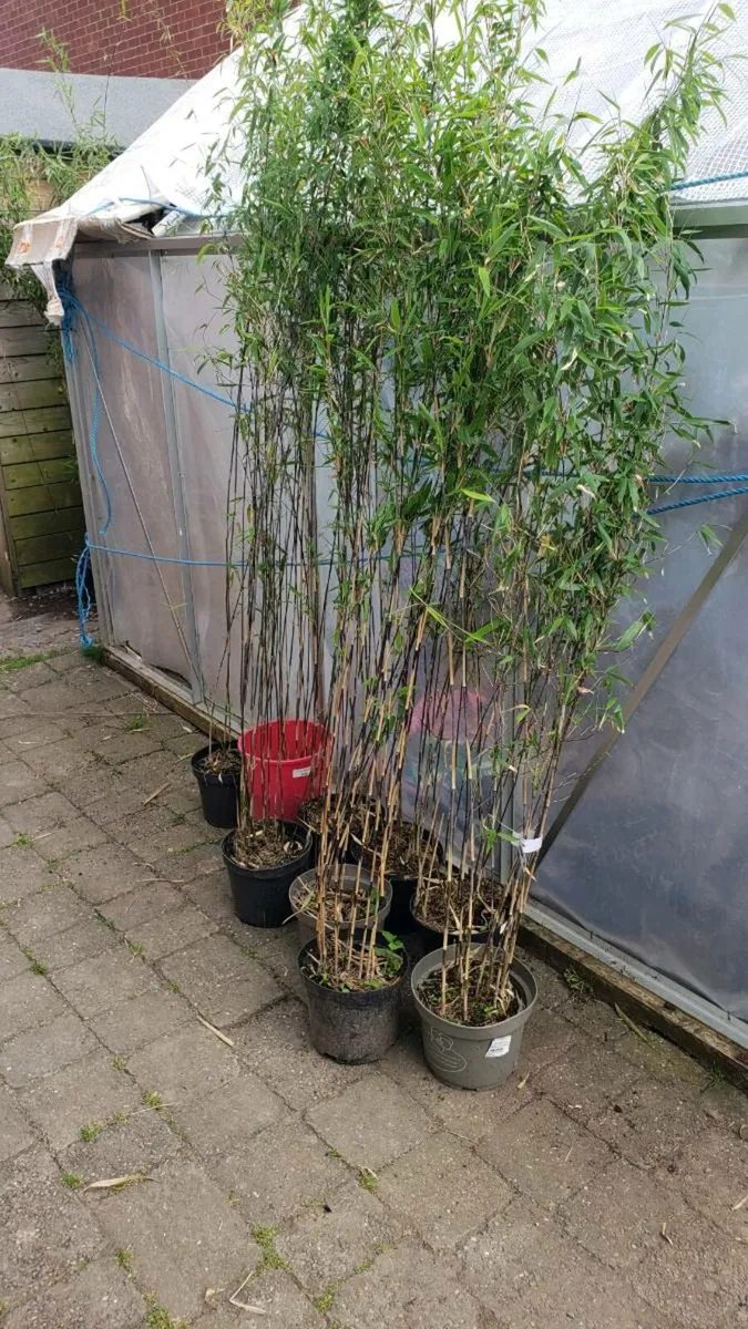Volcano bamboo - Image 4