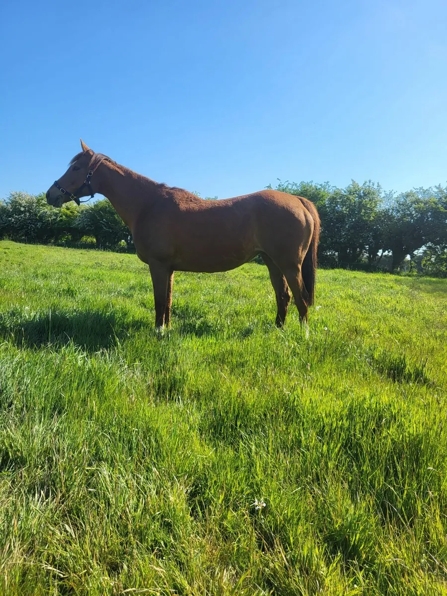 Grazing