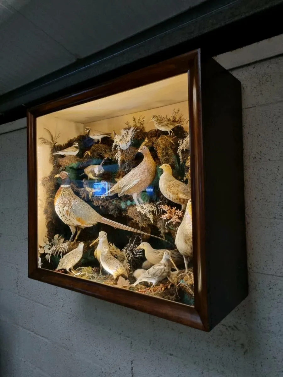 21 Bird Taxidermy Display (Circa 1937) - Image 1