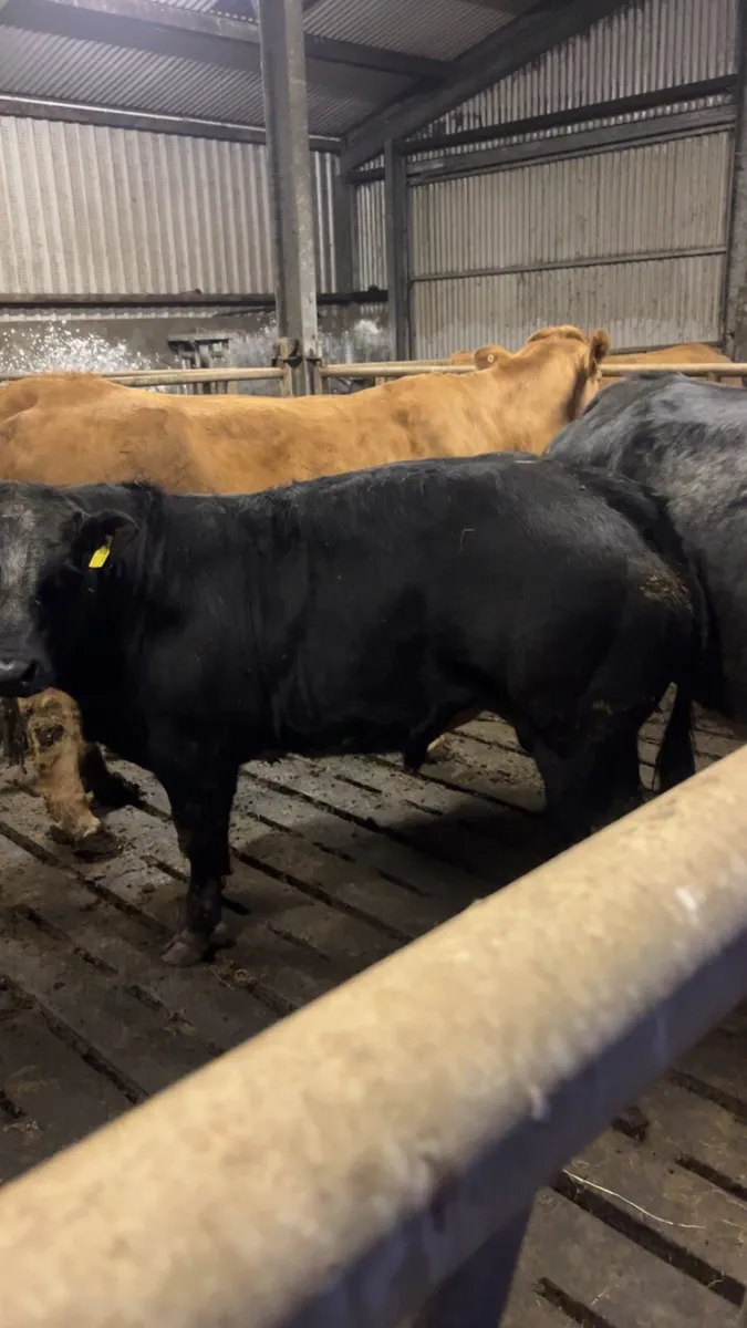 Bull weanlings - Image 1