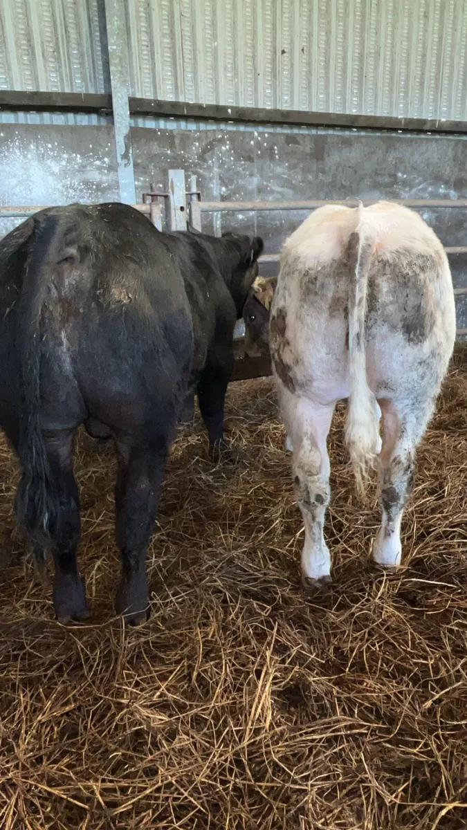Bull weanlings - Image 2