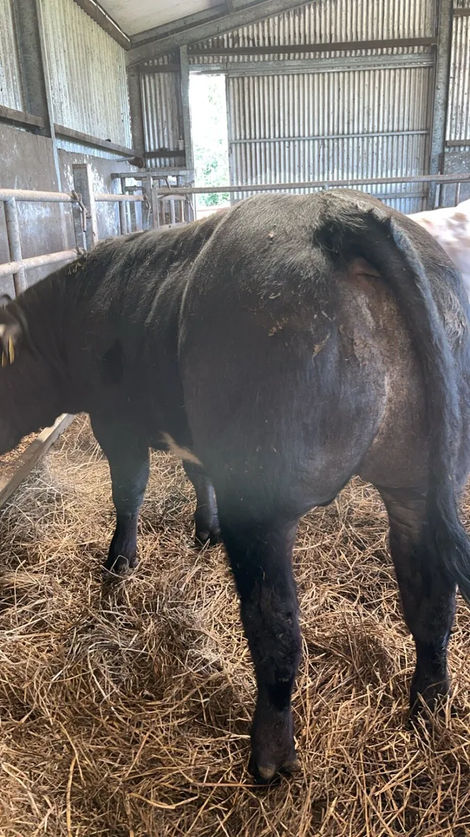 Bull weanlings - Image 3