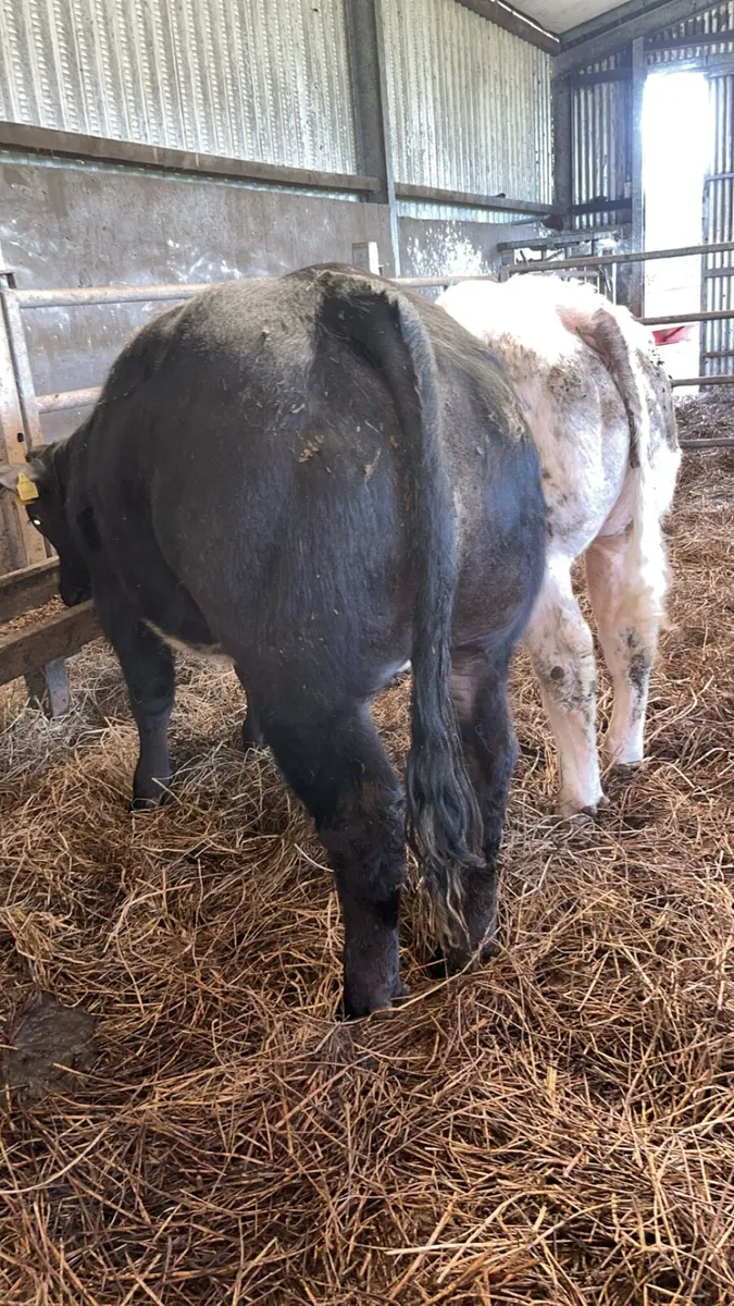 Bull weanlings - Image 4